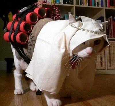 [terrorist-cat.JPG]