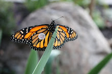 Ms. Monarch