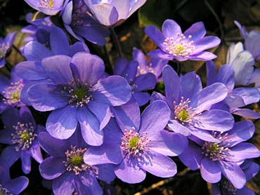 Violetas.jpg (370×278)