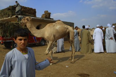 [camel_market.2JPG.JPG]
