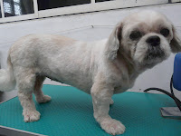 Shih+tzu+haircuts+puppy+cut