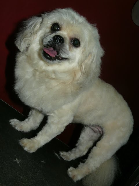 Paupetgroom: shih tzu with lion look
