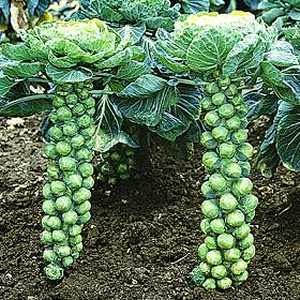 Best Garden Blog: How to Grow Brussel Sprout
