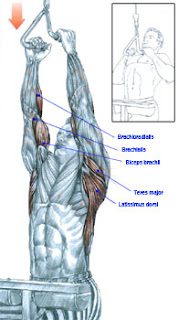 Close Grip Lat Pulldown
