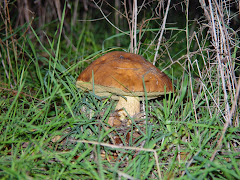 Leccinum