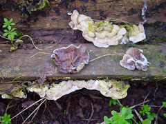 Auricularia mesenteria