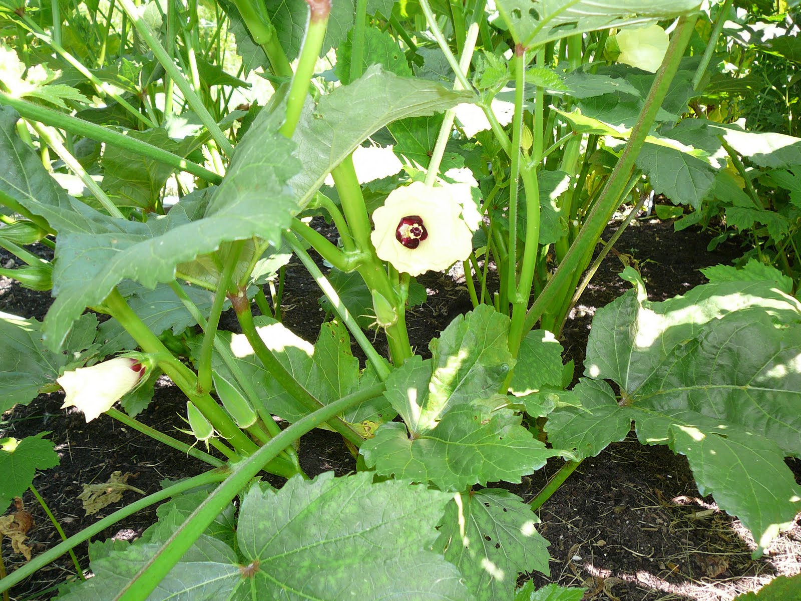 Teresa�s Brain on the Web