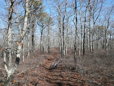 Blue blazed trail between powerlines and Rt 6