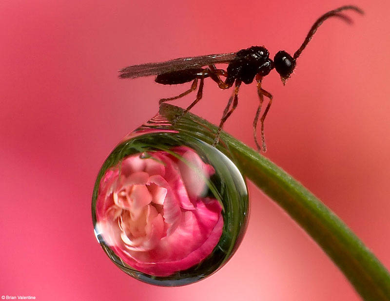 The Secret Garden water drops on flowers