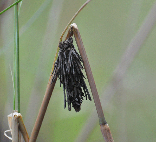 Back of Beyond The NT Gudjewg “Monsoon Season” Ends