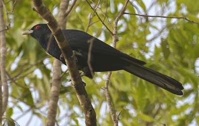 Male Koel