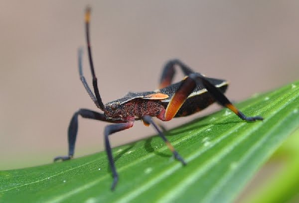 crusader beetle