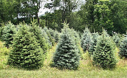 The Christmas Tree Capital of the World