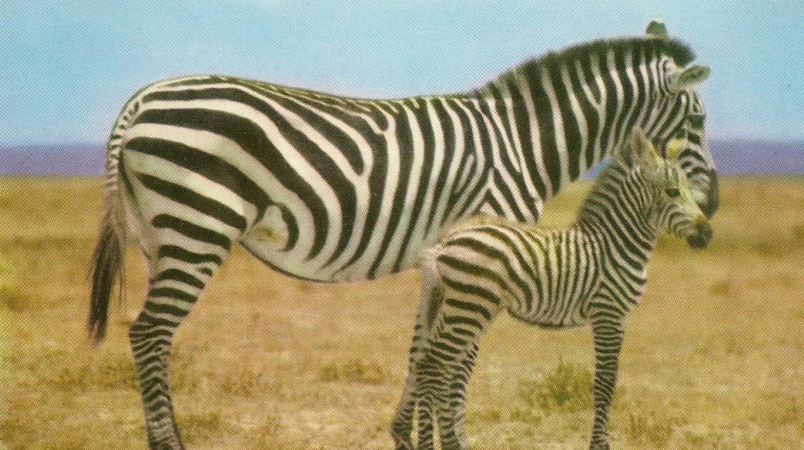 Postcard Images I Will Always Be A Zebra; Save the Zebras