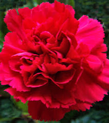 Ohio State Flower - Scarlet Carnation