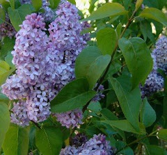 New Hampshire State Flower - Lilac
