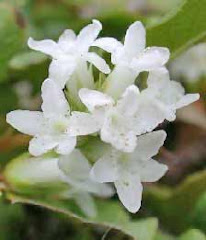 Massachusetts State Flower - Trailing-Arbutus