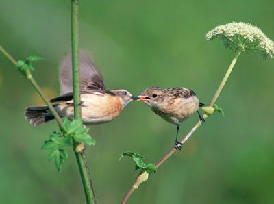 http://2.bp.blogspot.com/_kuEs33FBr2g/TUbke7JZQtI/AAAAAAAAAbY/NOGLfeRTnZs/s1600/1293111323_spring.jpg