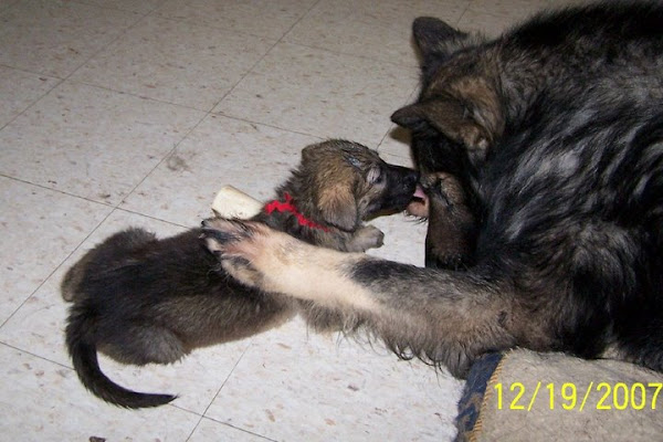 Great Uncle Sirius gets a bath