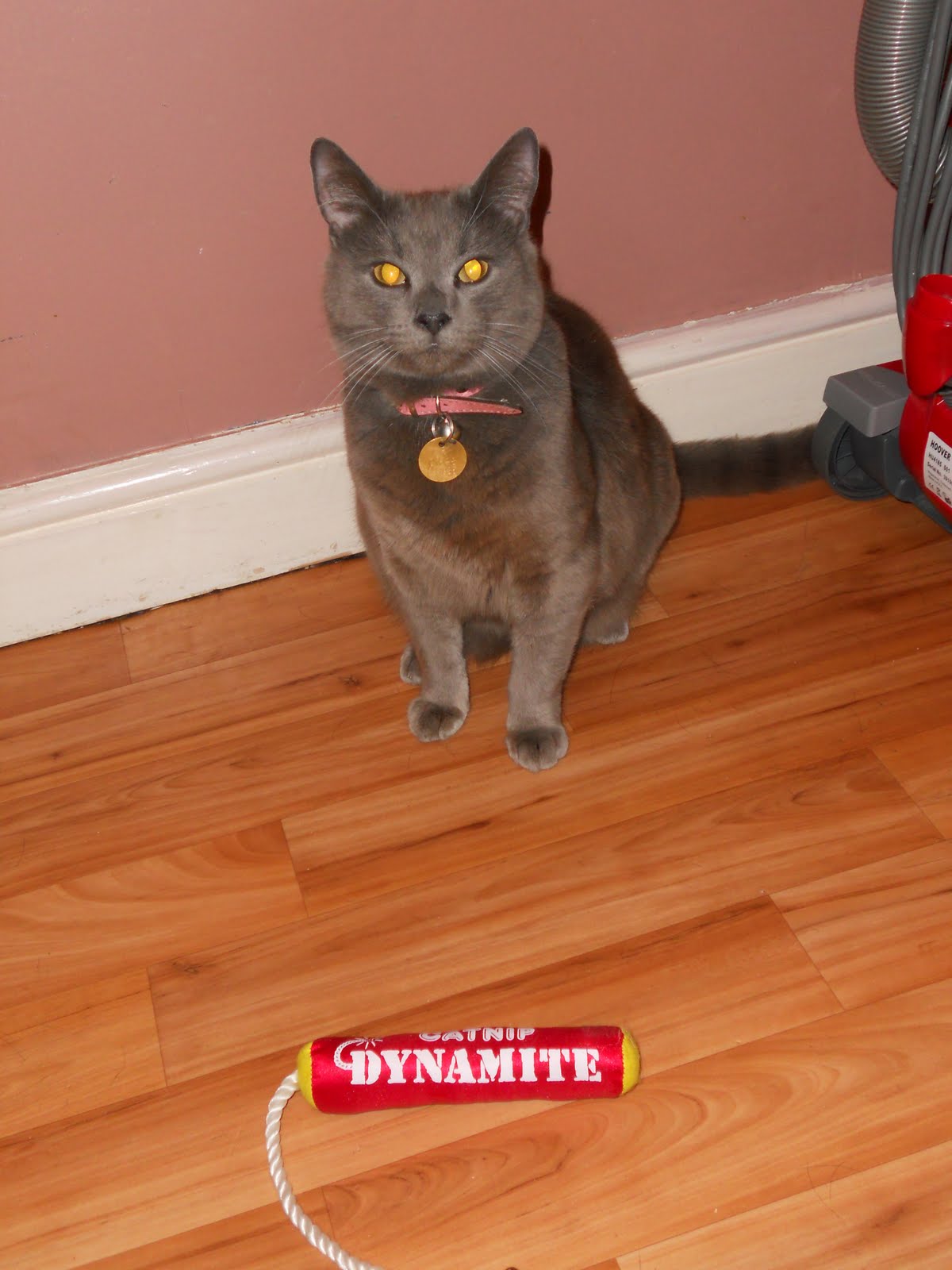 The Paw Relations Tuesday Toysday Dynamite!