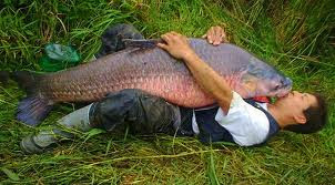 Big Largemouth Bass