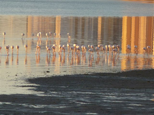 Flamingos no Barreiro em Novembro 2008