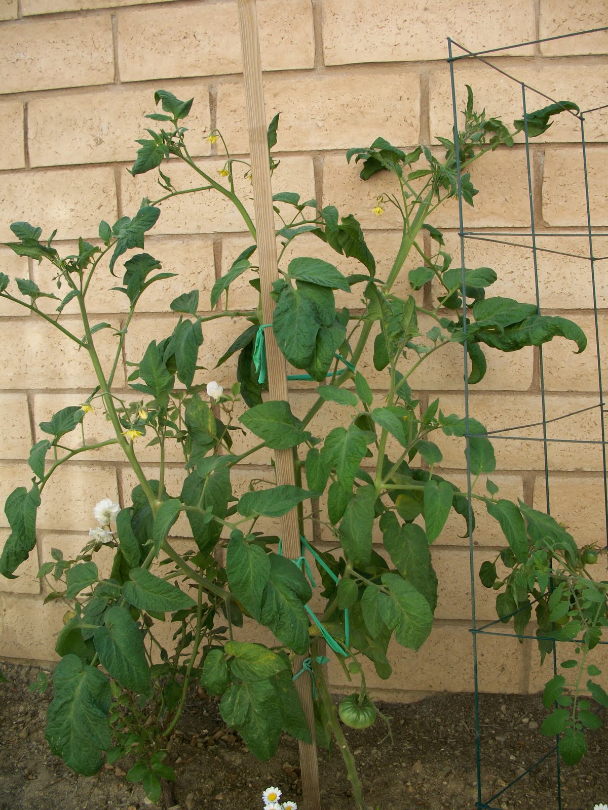 Zone 10 Garden Brandywine heirloom tomato plant