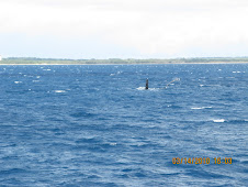 Whale watching