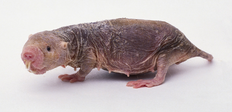 [molerat.JPG]