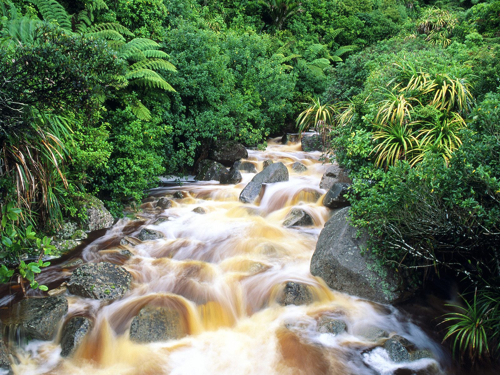 Walpaperi(pozadine) Karamea,%2BSouth%2BIsland,%2BNew%2BZealand