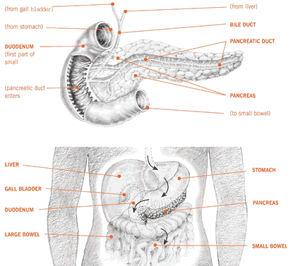 diabetesdisorder: gross anatOmy Of pancreas!