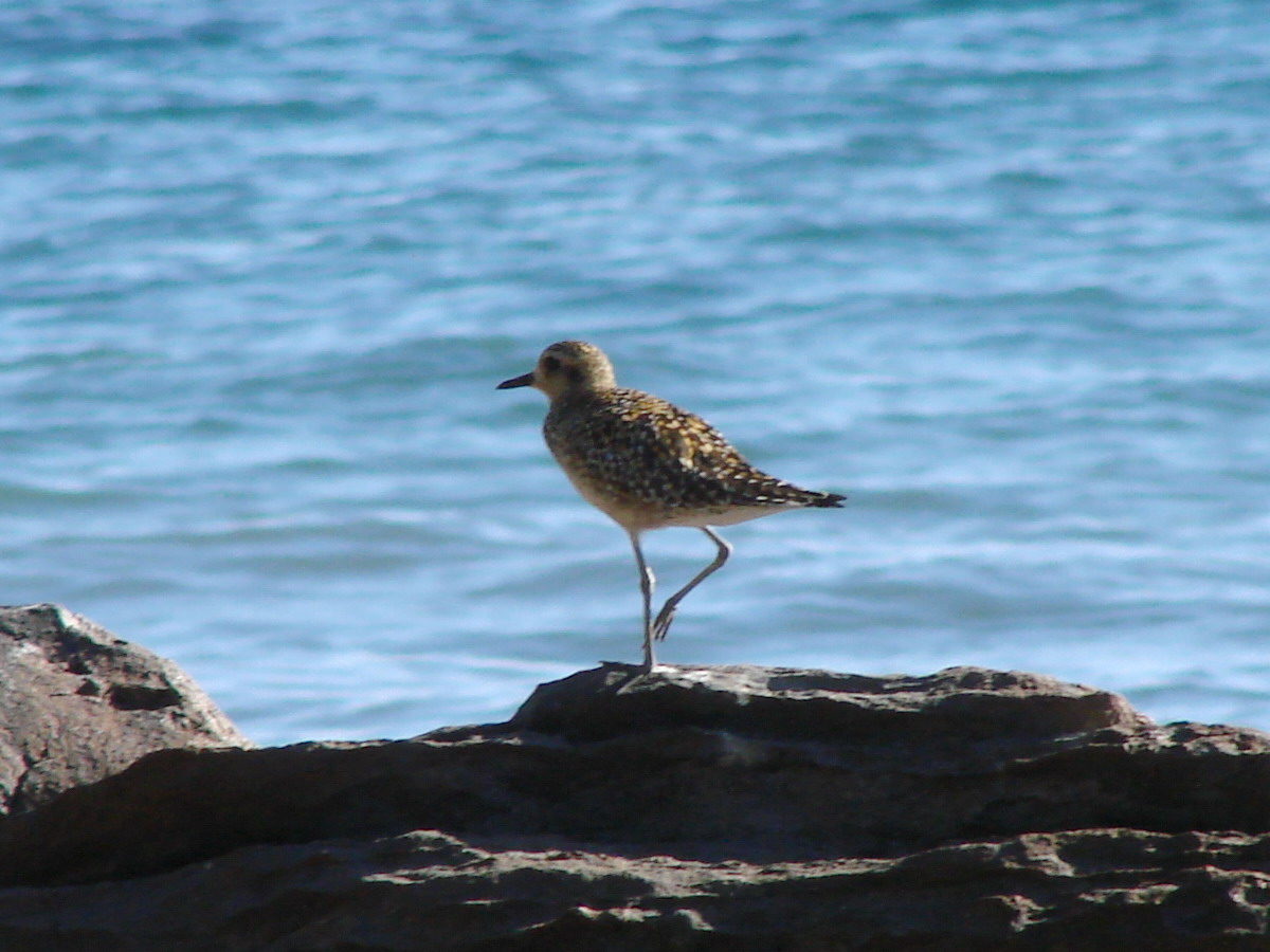 best 28 east coast shore birds the little bird best 28 east coast shore birds the little bird