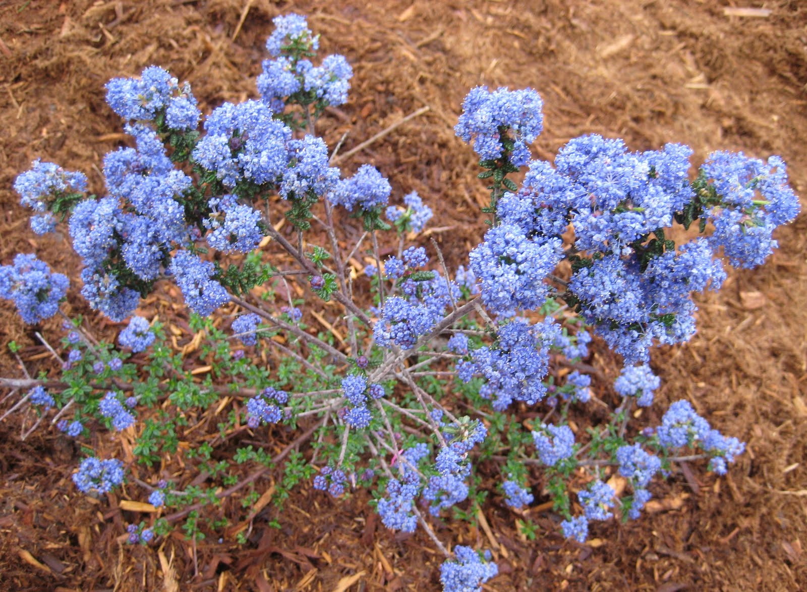 Idora Design Plant of the Week California Lilac