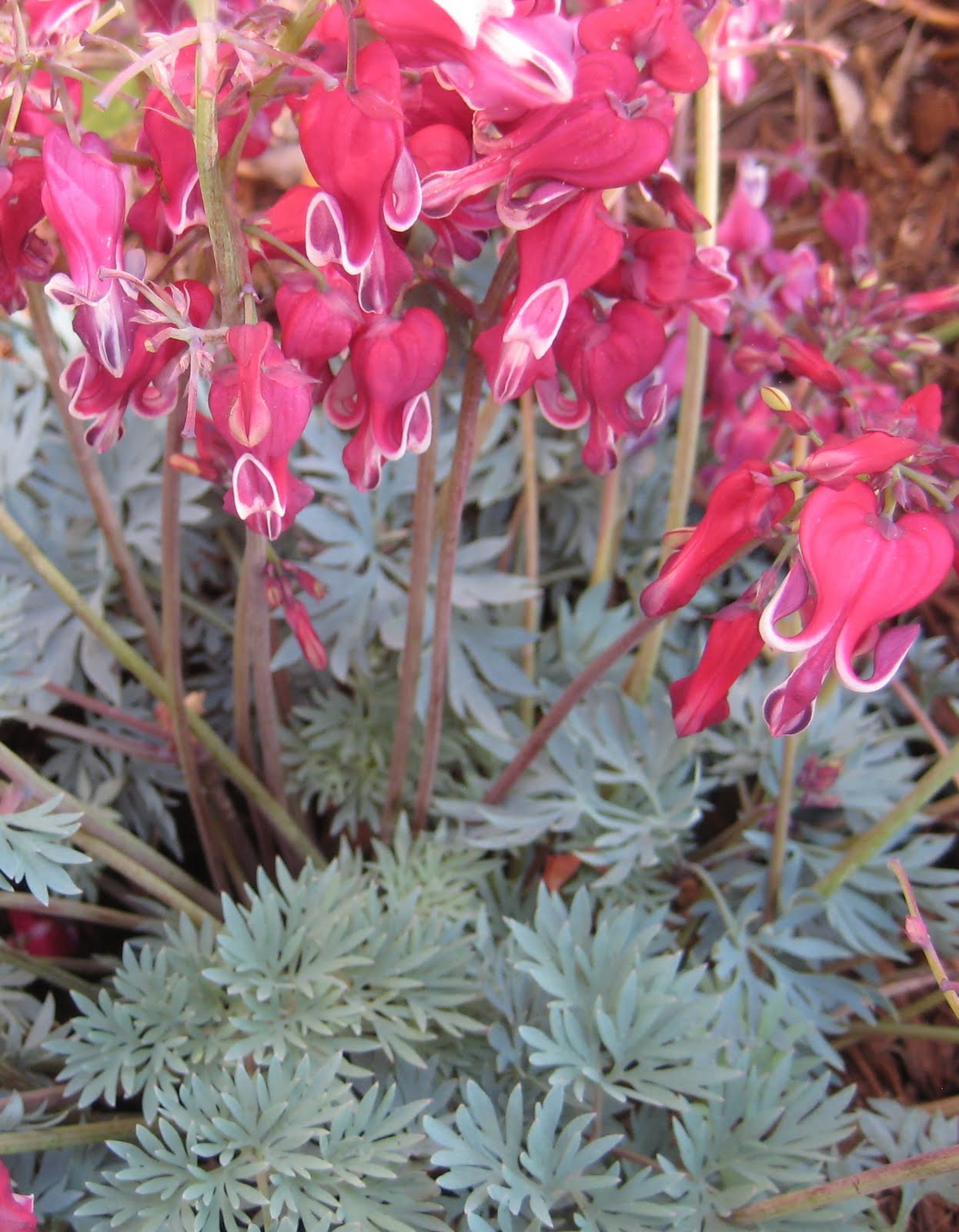 Burning Heart Dicentra