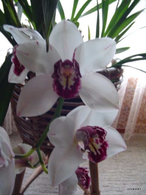 Hooks and Books: Crochet Orchid completed.
