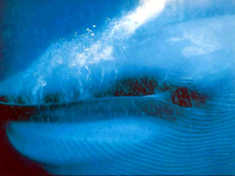 சிறந்த புகைப் படங்கள்.04 Blue+Whale+Photos+%282%29