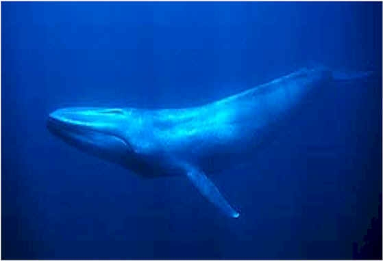 Biggest Animal In World-Blue Whale Blue+Whale+Photos+%2813%29
