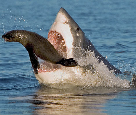 சிறந்த புகைப் படங்கள்.05 Dangerous+Shark+Photos+%287%29