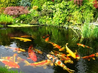 snails-in-koi-pond-image4