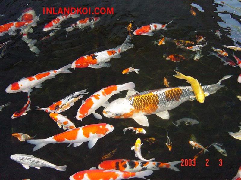 Amaze Pics &amp; Vids "Koi Fish" or "Japanese Carp
