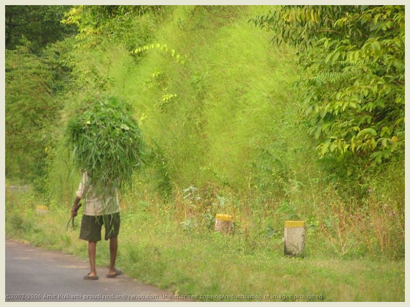 [Indian-Farmer-carrying-harvest-on-head.jpg]