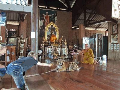 புலிகளுக்காக ஒரு கோவில் - தாய்லாந்து சில அறிய புகைப்படங்கள்... 05+Tiger+Temple