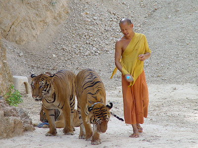 புலிகளுக்காக ஒரு கோவில் - தாய்லாந்து சில அறிய புகைப்படங்கள்... 12+Tiger+Temple
