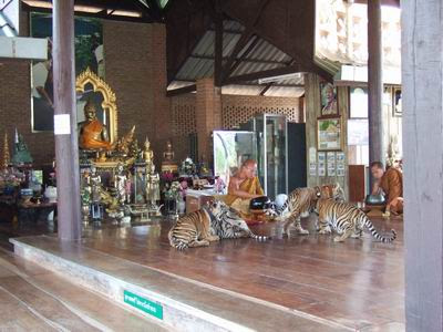 புலிகளுக்காக ஒரு கோவில் - தாய்லாந்து சில அறிய புகைப்படங்கள்... 07+Tiger+Temple