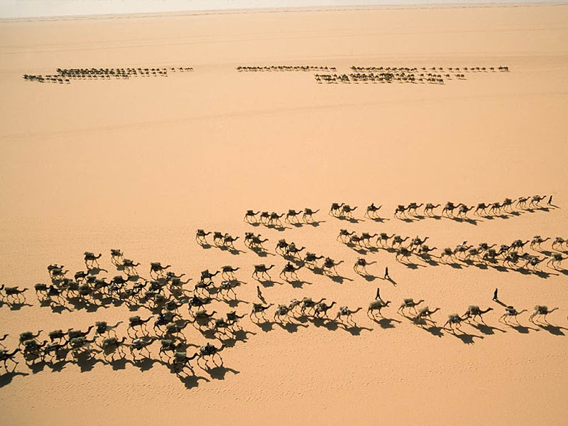 பாலைவனத்தில் சோலை Camels+%283%29