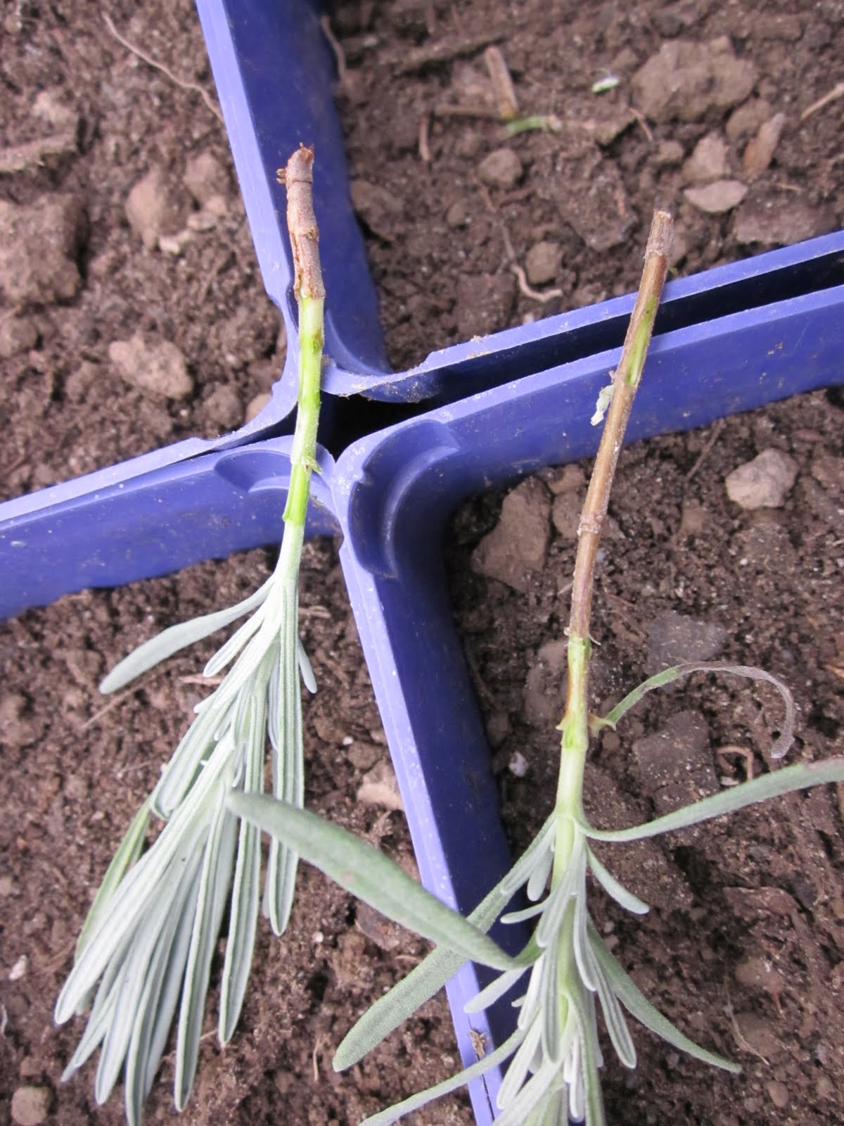 Lockwood Lavender Farm How to Propagate Lavender