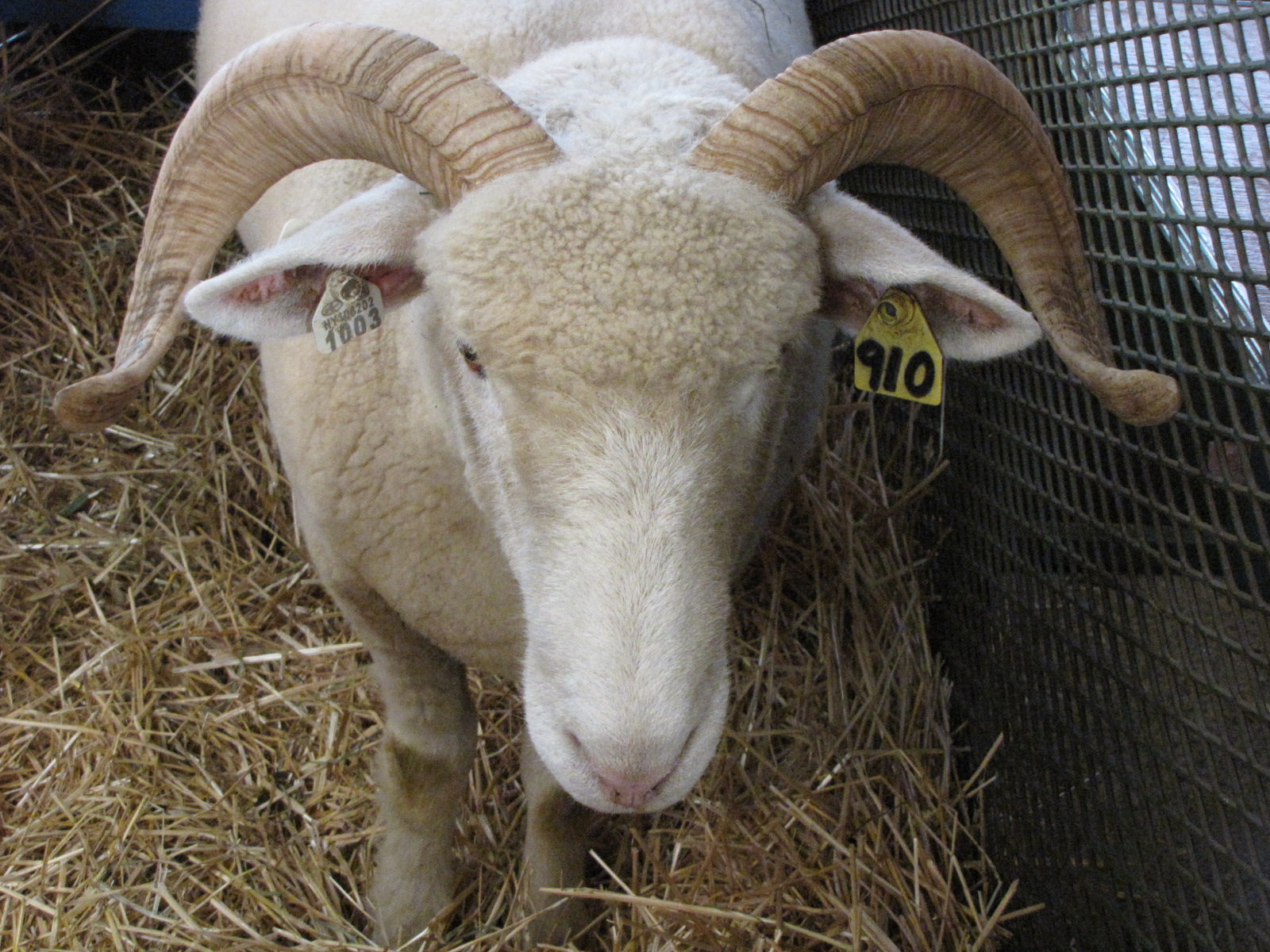 Lockwood Lavender Farm New York Sheep and Wool Festival in Rhinebeck