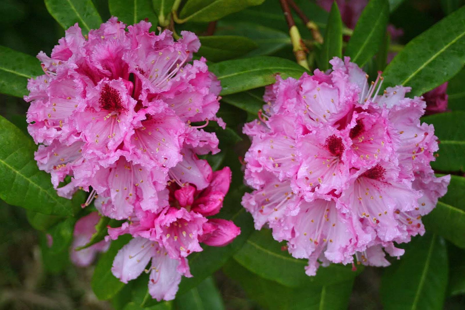 Arkansas Travelers Clara's Visit