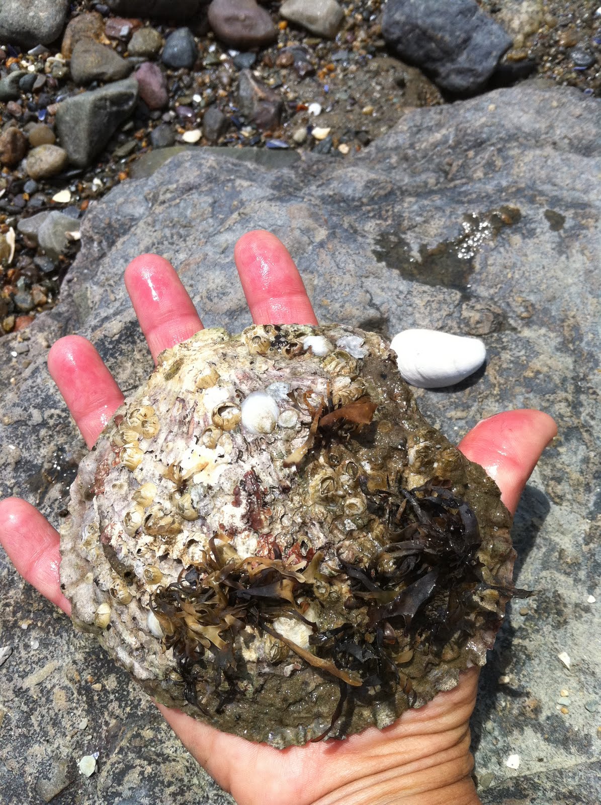 Massachusetts Oyster Project Example of live European Oyster from Boston Harbor