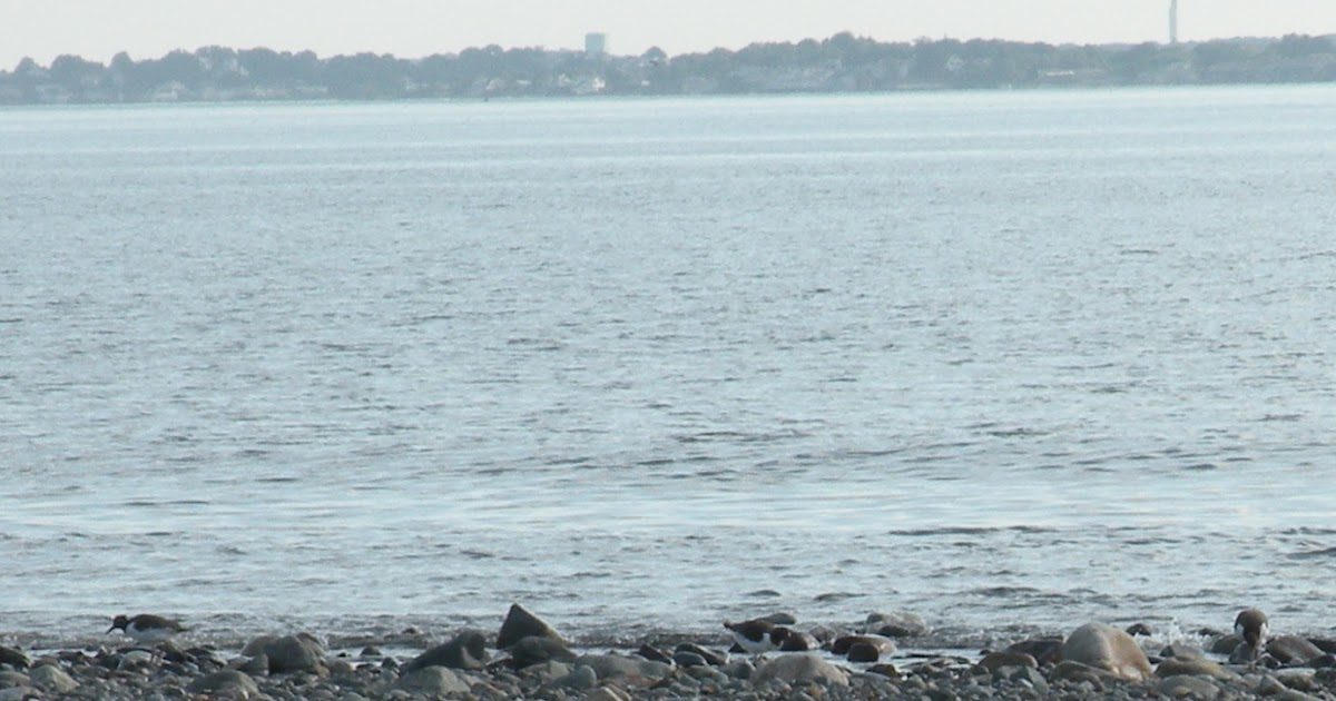 Massachusetts Oyster Project Another sign of Boston Harbor's Resurgence Oyster catchers